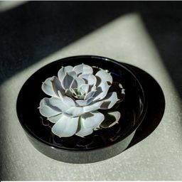 Rootless by aloe demi ROOTLESS Succulent Echeveria Pulidonis in schaal 'zwart' Ø20 cm (8721001420124)