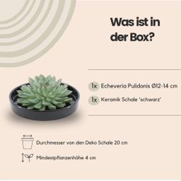 Rootless by aloe demi ROOTLESS Succulent Echeveria Pulidonis in schaal 'zwart' Ø20 cm (8721001420124)