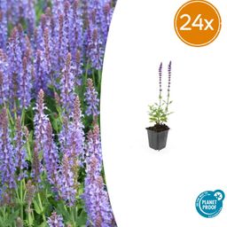 Garden basics 24x Salvia nem. 'Caradonna' - ↕10-25cm - Ø9cm (50595)