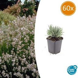Garden basics 60x Lavandula int. 'Edelweiss' - ↕10-25cm - Ø9cm (47885)