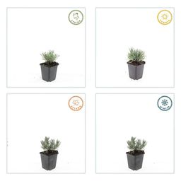 Garden basics 60x Lavandula int. 'Edelweiss' - ↕10-25cm - Ø9cm (47885)