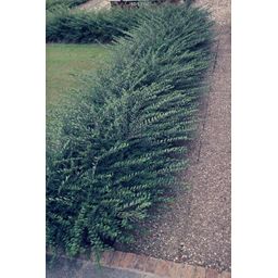 Garden basics 12x Lonicera pileata - ↕10-25cm - Ø9cm (47912)