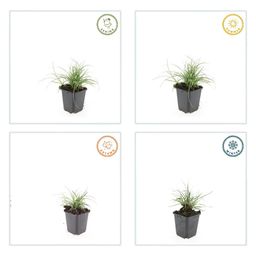 Garden basics 24x Luzula nivea - ↕10-25cm - Ø9cm (50482)