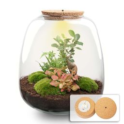 Planten terrarium - Emma - DIY kit - Ø 23 cm - Bonsai Red (53763)