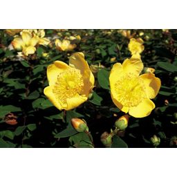 Garden basics 24x Hypericum dummeri 'Peter Dummer' - ↕10-25cm - Ø9cm (50438)