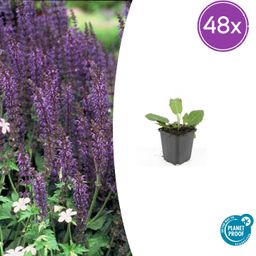 Garden basics 48x Salvia nem. 'Mainacht' - ↕10-25cm - Ø9cm (50598)