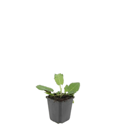 Garden basics 48x Salvia nem. 'Mainacht' - ↕10-25cm - Ø9cm (50598)