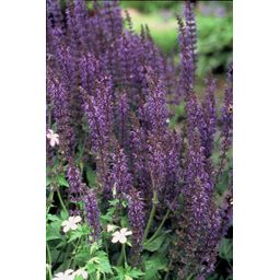 Garden basics 48x Salvia nem. 'Mainacht' - ↕10-25cm - Ø9cm (50598)