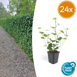 Garden basics 24x Hedera Hibernica - ↕10-25cm - Ø9cm (50324)