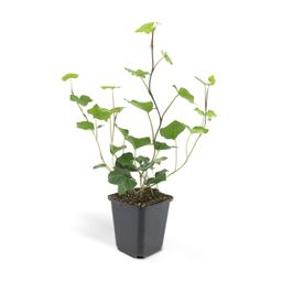 Garden basics 24x Hedera Hibernica - ↕10-25cm - Ø9cm (50324)