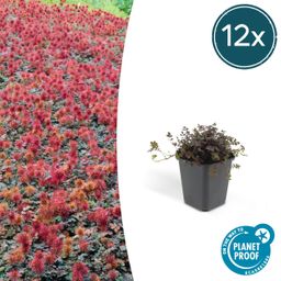 Garden basics 12x Acaena microphylla 'Kupferteppich' - ↕10-25cm - Ø9cm (46854)