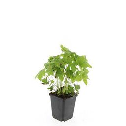 Garden basics 48x Geranium nodosum - ↕10-25cm - Ø9cm (50431)