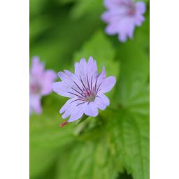 Garden basics 48x Geranium nodosum - ↕10-25cm - Ø9cm (50431)
