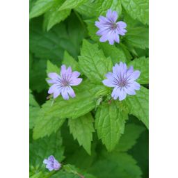 Garden basics 48x Geranium nodosum - ↕10-25cm - Ø9cm (50431)