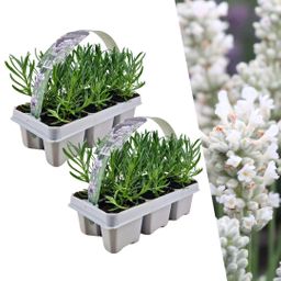 Plants by frank 2 x 6 pack Lavendel angustifolia white - 12 x Ø7 cm (33463)