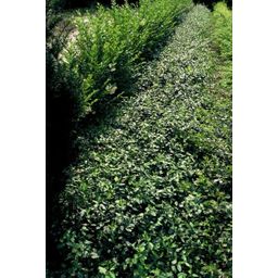 Garden basics 60x Euonymus fort. 'Dart's Blanket' - ↕10-25cm - Ø9cm (47705)
