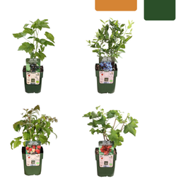 Premium basics "Vruchtenparadijs" BIO Fruitplanten mix set van 4 verschillende soorten (48361)