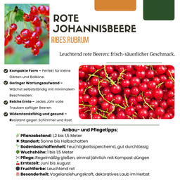 Premium basics "Vruchtenparadijs" BIO Fruitplanten mix set van 4 verschillende soorten (48361)