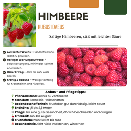 Premium basics "Vruchtenparadijs" BIO Fruitplanten mix set van 4 verschillende soorten (48361)