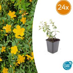 Garden basics 24x Hypericum dummeri 'Peter Dummer' - ↕10-25cm - Ø9cm (50438)