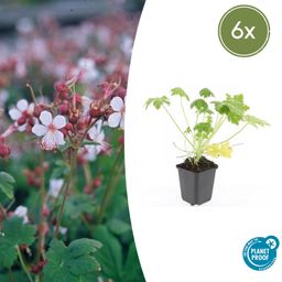 Garden basics 6x Geranium macr. 'Spessart' - ↕10-25cm - Ø9cm (47792)