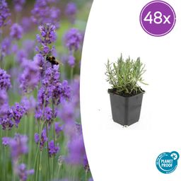 Garden basics 48x Lavandula ang. 'Munstead' - ↕10-25cm - Ø9cm (50461)