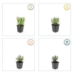 Garden basics 48x Lavandula ang. 'Munstead' - ↕10-25cm - Ø9cm (50461)