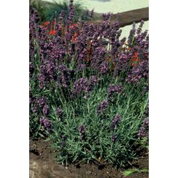 Garden basics 48x Lavandula ang. 'Munstead' - ↕10-25cm - Ø9cm (50461)