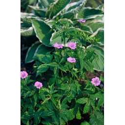 Garden basics 24x Geranium nodosum - ↕10-25cm - Ø9cm (50430)