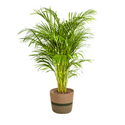 Dypsis Areca Lutescens met mand Ø24cm - ↕120 (48788)