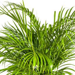 Dypsis Areca Lutescens met mand Ø24cm - ↕120 (48788)