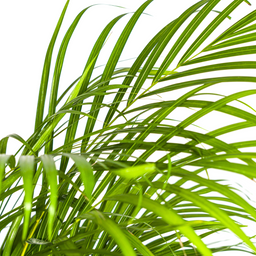 Dypsis Areca Lutescens met mand Ø24cm - ↕120 (48788)