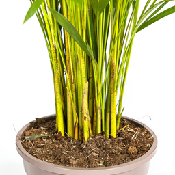 Dypsis Areca Lutescens met mand Ø24cm - ↕120 (48788)