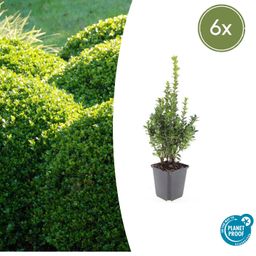 Garden basics 6x Buxus Sempervirens - ↕10-25cm - Ø9cm (48050)