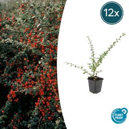Garden basics 12x Cotoneaster suec. 'Coral Beauty' - ↕10-25cm - Ø9cm (46900)
