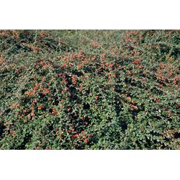 Garden basics 12x Cotoneaster suec. 'Coral Beauty' - ↕10-25cm - Ø9cm (46900)