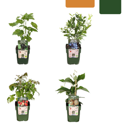 Premium basics "Zomervruchten" BIO Fruitplanten mix set van 4 verschillende soorten (48359)