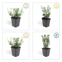 Garden basics 24x Euonymus fort. 'Emerald Gaiety' - ↕10-25cm - Ø9cm (50302)