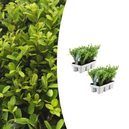 Premium basics 2 x 6 pack Ilex crenata 'Jenny' - Ø7 cm (48272)