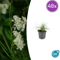 Garden basics 48x Luzula nivea - ↕10-25cm - Ø9cm (50483)
