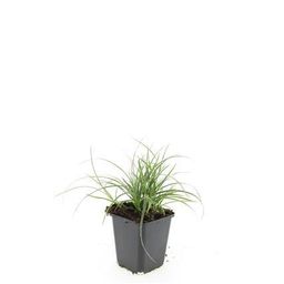 Garden basics 48x Luzula nivea - ↕10-25cm - Ø9cm (50483)