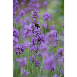 Garden basics 6x Lavandula ang. 'Munstead' - ↕10-25cm - Ø9cm (47876)