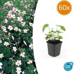 Garden basics 60x Anemone tom. 'Robustissima' - ↕10-25cm - Ø9cm (47591)