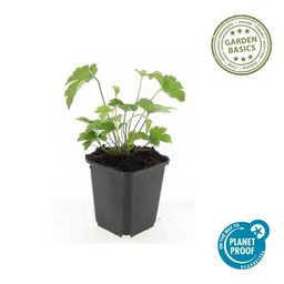 Garden basics 60x Anemone tom. 'Robustissima' - ↕10-25cm - Ø9cm (47591)