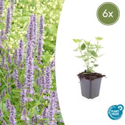 Garden basics 6x Agastache 'Blue Fortune' - ↕10-25cm - Ø9cm (47564)