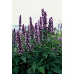 Garden basics 6x Agastache 'Blue Fortune' - ↕10-25cm - Ø9cm (47564)