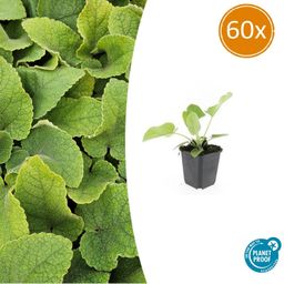 Garden basics 60x Phlomis russeliana - ↕10-25cm - Ø9cm (47969)