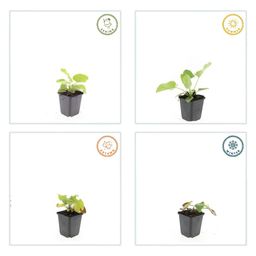 Garden basics 60x Phlomis russeliana - ↕10-25cm - Ø9cm (47969)