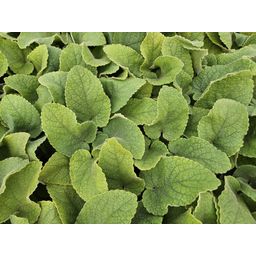 Garden basics 60x Phlomis russeliana - ↕10-25cm - Ø9cm (47969)