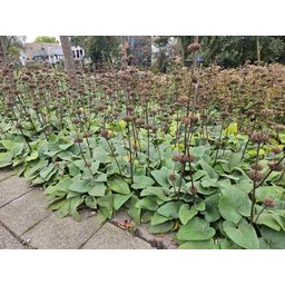 Garden basics 60x Phlomis russeliana - ↕10-25cm - Ø9cm (47969)